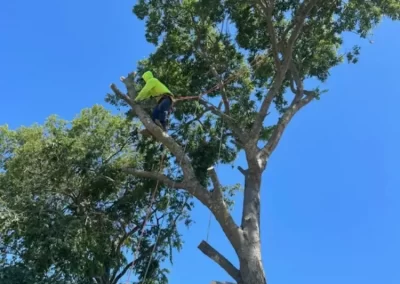 Expert Tree Maintenance