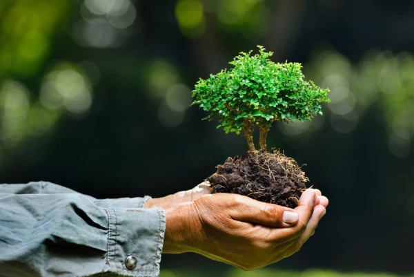 Jorge Tree Service's Other Services Jorge Tree Service's Other Services
