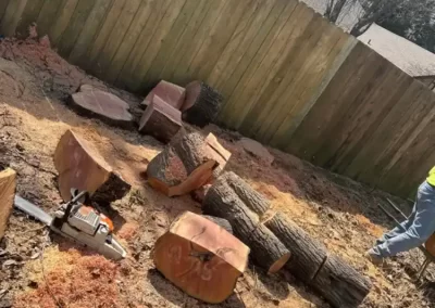 Professional Tree Expert