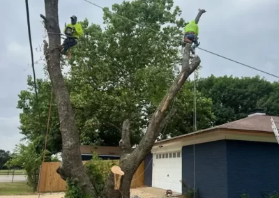 Reliable Local Tree Service