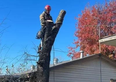 Reliable Local Tree Service