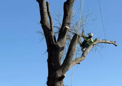 Reliable Local Tree Service
