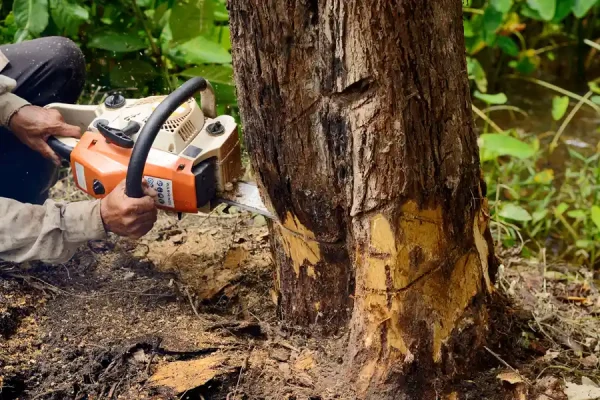 Tree Cutting Tree Cutting