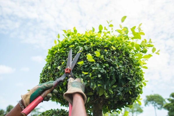 Reliable Tree Expert in Chattanooga, TN