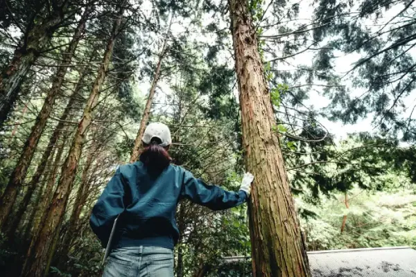 Tree Expert Tree Expert