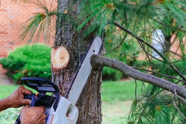 Tree Trimming Service Tree Trimming Service