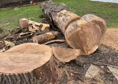 Trusted Tree Company