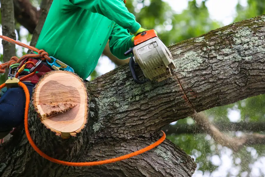 Affordable Tree Trimming Service Chattanooga, TN