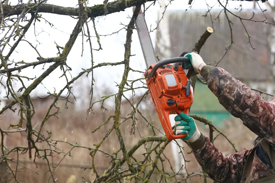 Excellent Tree Trimming Service Chattanooga, TN