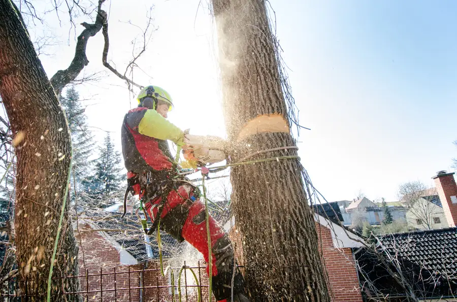 Experienced Tree Cutting Chattanooga, TN