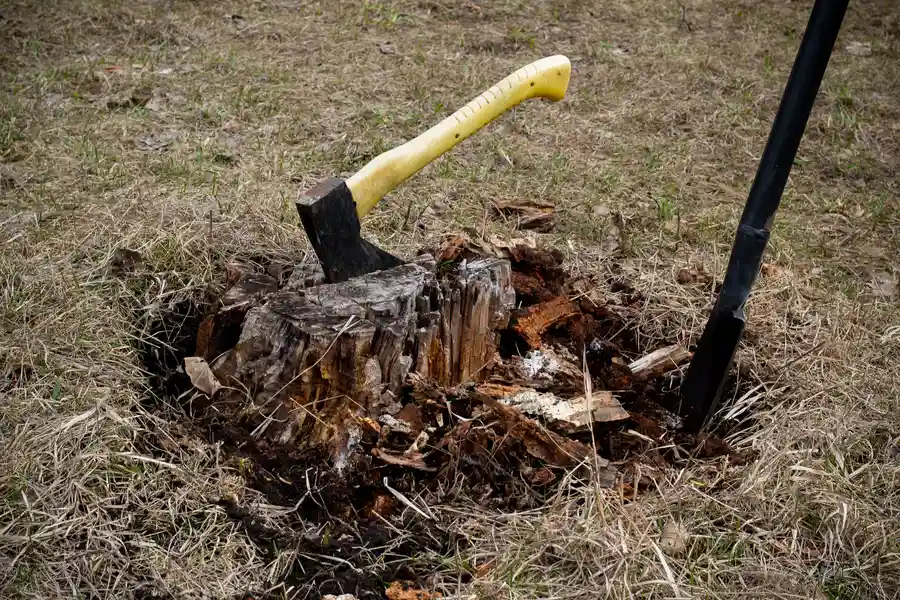 How Stump Removal Enhances Yard Safety And Appearance Chattanooga, TN