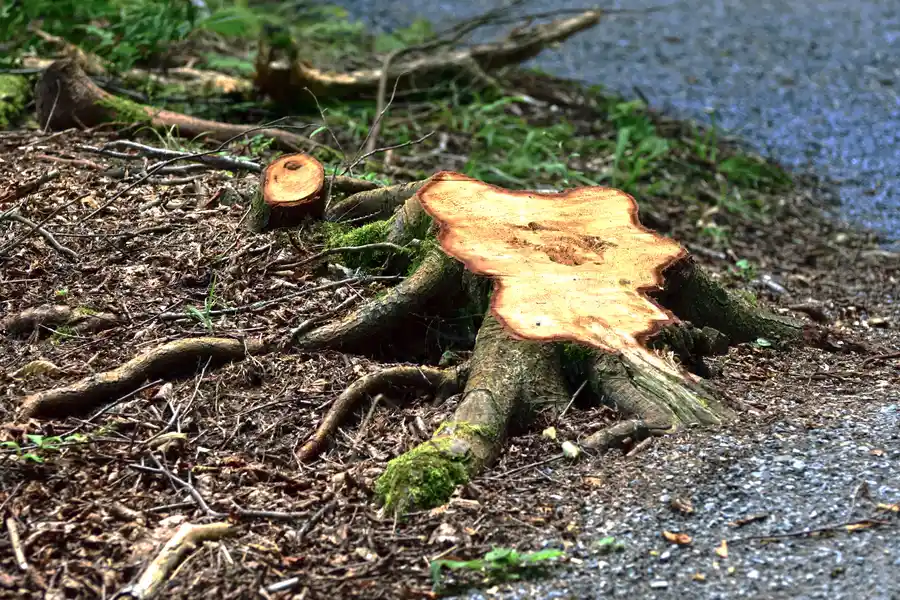 How Stump Removal Enhances Yard Safety And Appearance in Chattanooga, TN