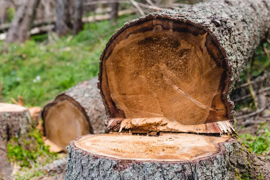How Tree Cutting Enhances Property Safety And Aesthetics in Chattanooga, TN