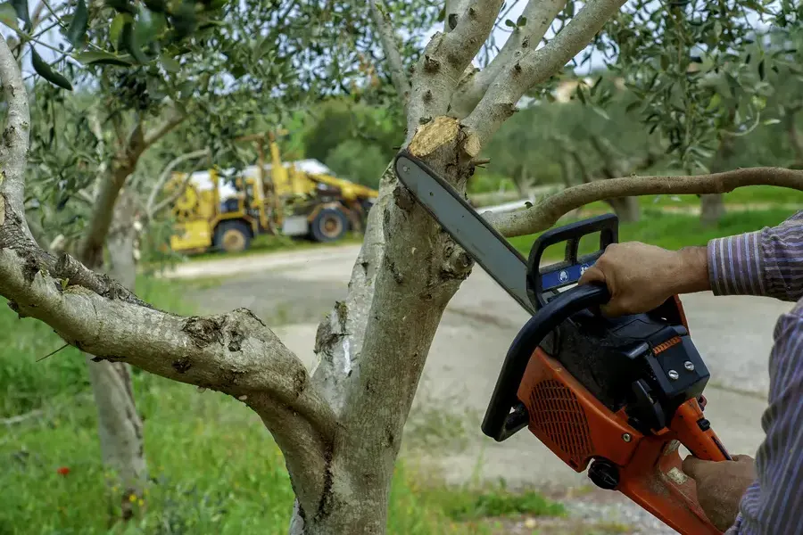 How Tree Trimming Service Enhances Yard Aesthetics Chattanooga, TN