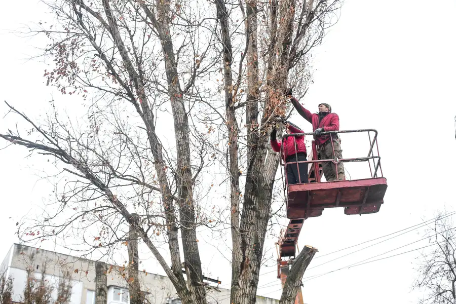 How Tree Trimming Service Enhances Yard Aesthetics in Chattanooga, TN