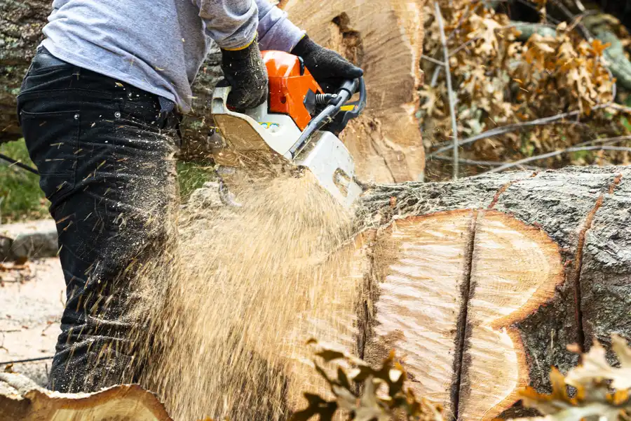 Professional Stump Removal Chattanooga, TN Professional Stump Removal Chattanooga, TN
