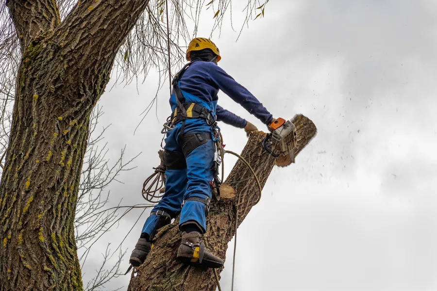 Quality Tree Cutting Chattanooga, TN