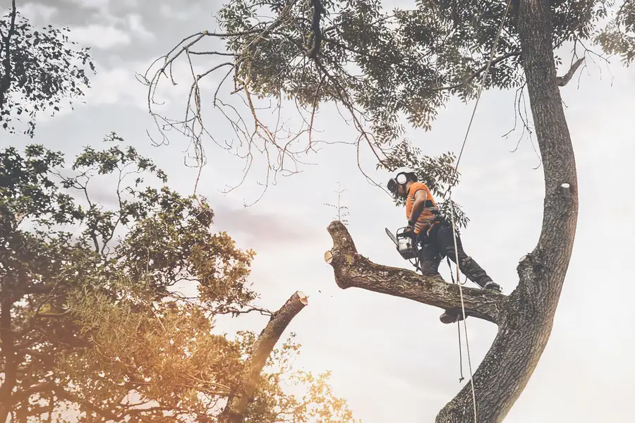 Reliable Tree Cutting Chattanooga, TN