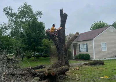 Reputable Tree Company