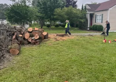 Reputable Tree Maintenance