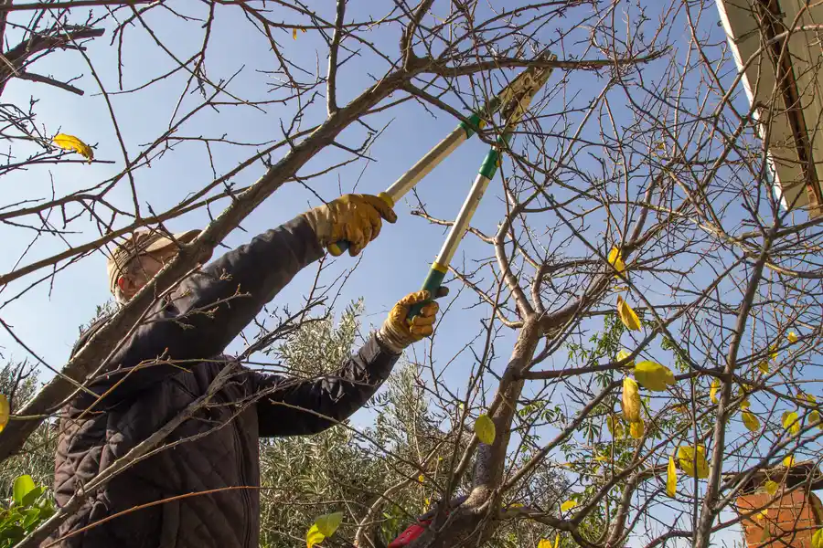 Signs Your Trees Need Trimming For Better Health Chattanooga, TN