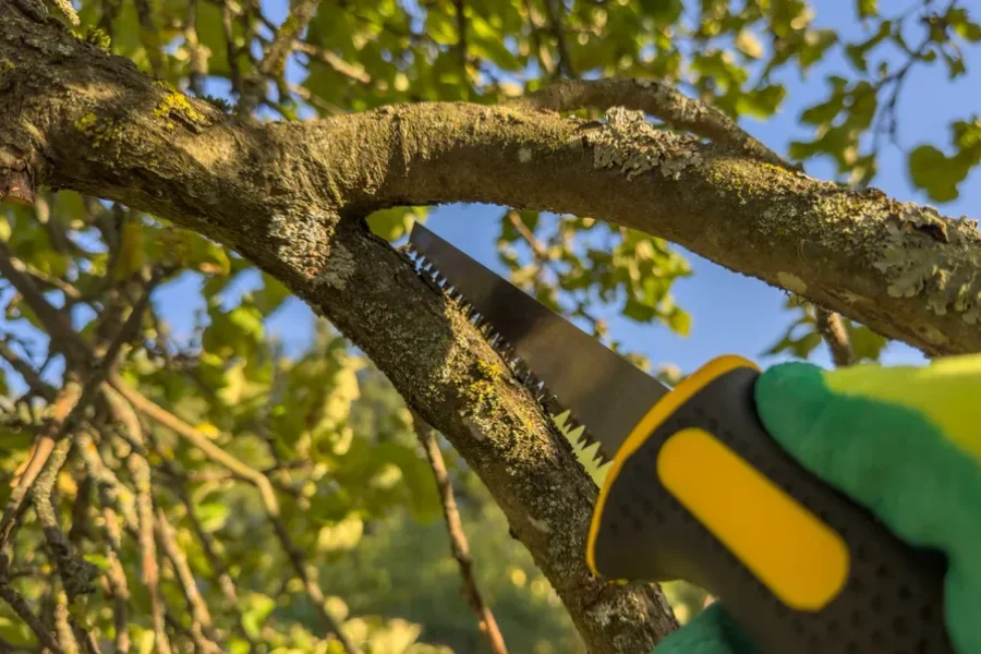 Top-rated Tree Trimming Service Chattanooga, TN