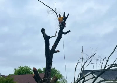 Tree Company