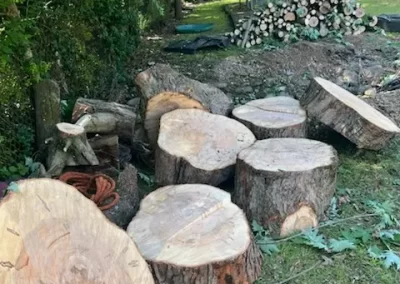 Trusted Tree Expert
