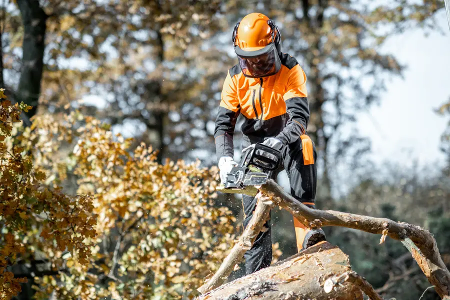 Understanding The Importance Of Regular Tree Cutting Chattanooga, TN