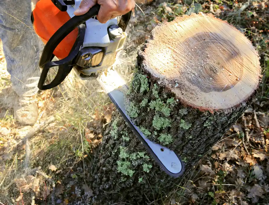 Understanding The Importance Of Regular Tree Cutting in Chattanooga, TN