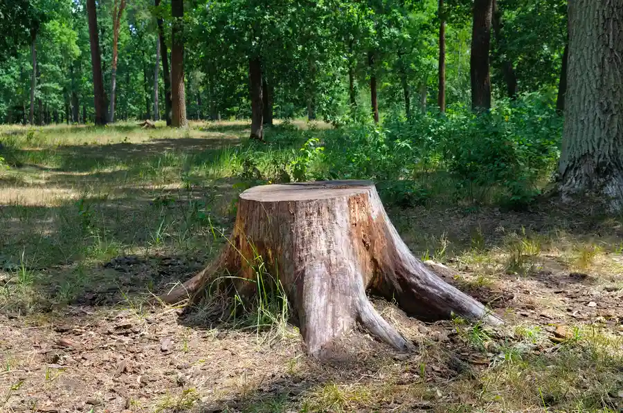 Why Tree Stumps Attract Pests And How Removal Helps Chattanooga, TN
