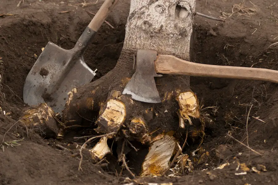 Why Tree Stumps Attract Pests And How Removal Helps in Chattanooga, TN