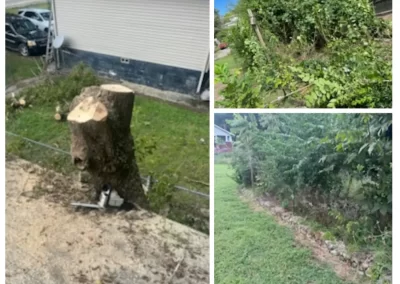 Tree Maintenance Company