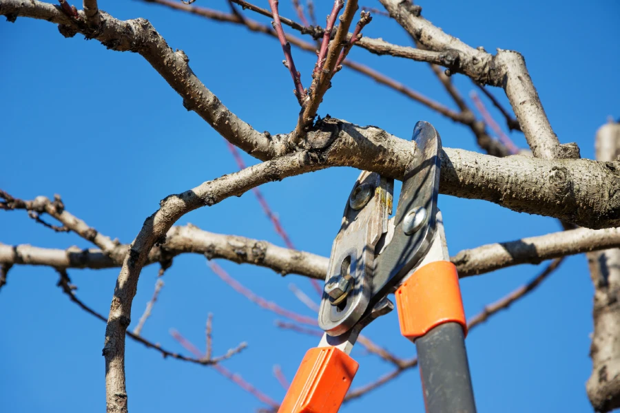 How Tree Pruning Enhances Your Tree’s Health and Growth Chattanooga, TN