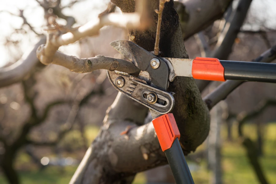 How to Identify the Right Time for Tree Pruning Chattanooga, TN