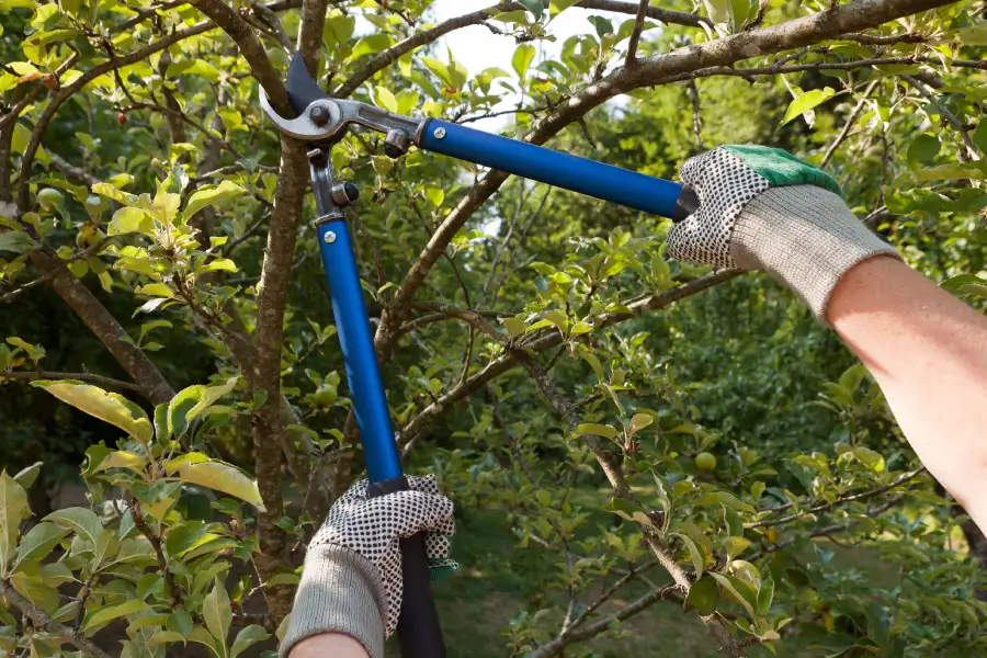 How to Identify the Right Time for Tree Pruning in Chattanooga, TN