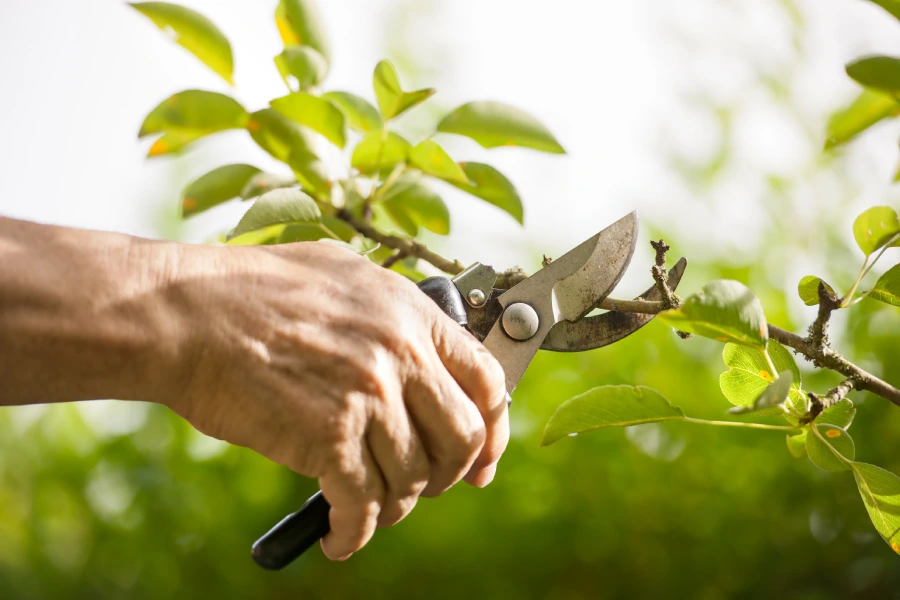 Reliable Tree Pruning Chattanooga, TN
