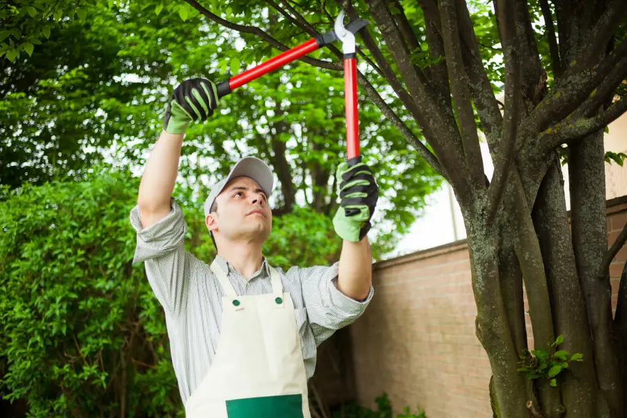 Affordable Tree Pruning in Chattanooga, TN